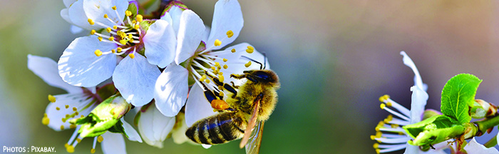 Abeilles Bandeau Pixabay