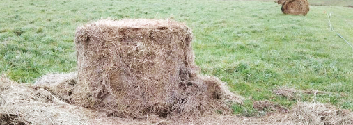 Bale Grazing