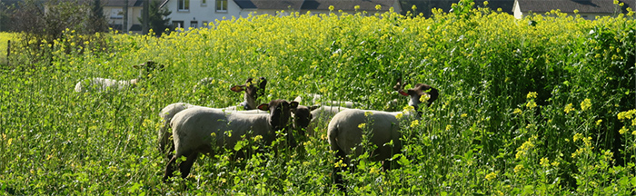 Bandeau Couverts Mouton