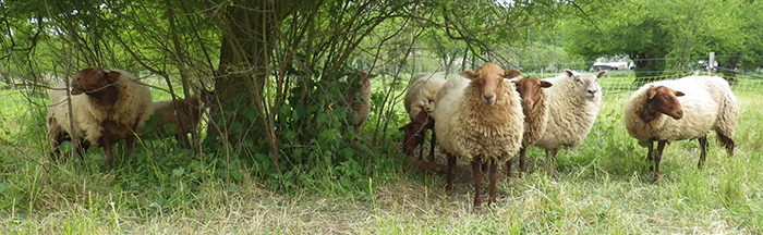 Bandeau Moutons