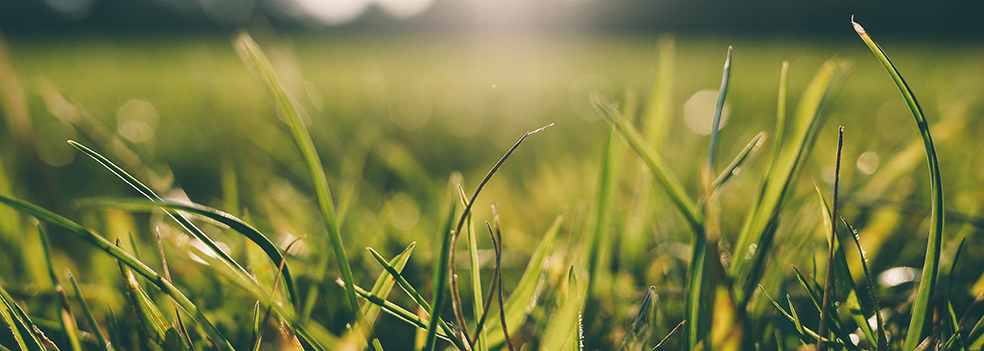 Herbe Pixabay 1 Bandeau