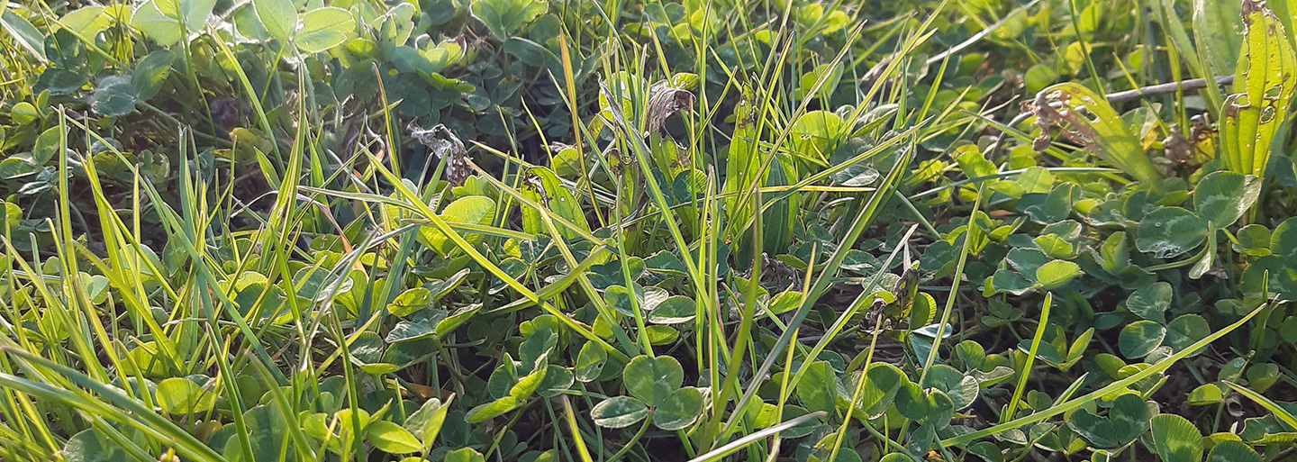 Prairie Multiespeces Prairie Multiespeces