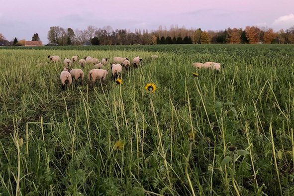 moutons