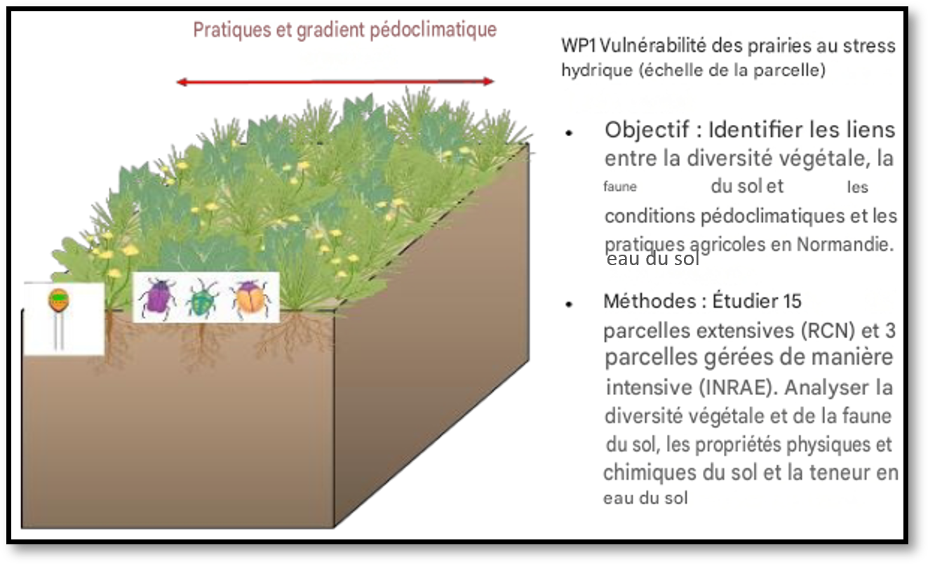 IMAGE 3 en ce moment panse bete 43